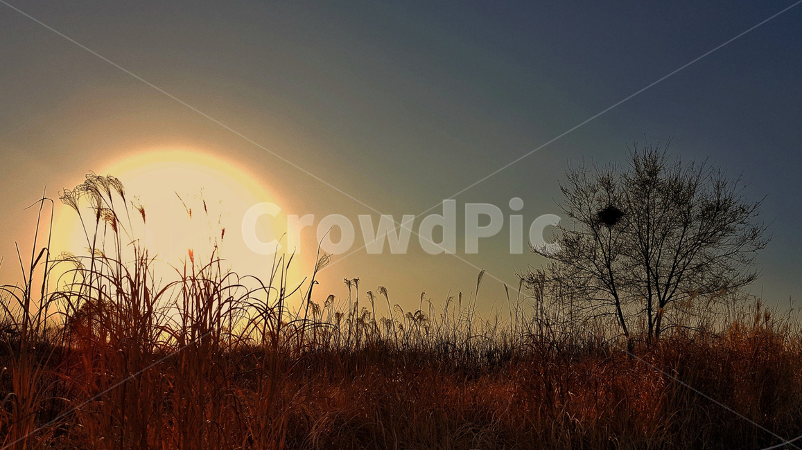 일몰,노을,자연풍경,풍경,nature,beach,landscape,하늘,해,저녁,석양,나무,tree,sunset,해질녘,낭만,한국적,일출,갈대,억새풀,달,감성,식물,자연
