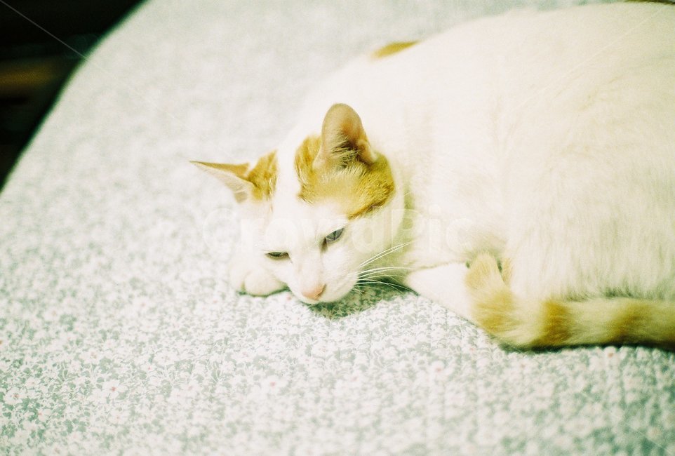 고양이,cat,코리안숏헤어,필름,film,동물,animal