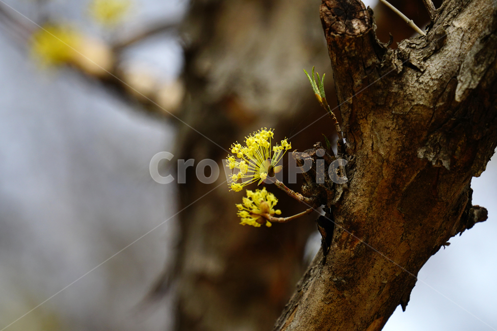 산수유,봄꽃,한국자연,꽃,꽃사진,플라워,flower,봄,spring,식물,plants,자연,nature,풍경,landscape,계절,season,snap,스냅,접사,macro,closeup,클로즈업,감성사진,감성,힐링,healing,느낌,feel,feeling,꽃밭,화단,나무,나뭇가지,tree,꽃봉오리,4월,April,봄,계절,spring,season,식물,자연,plants,nature,꽃,flower,plant