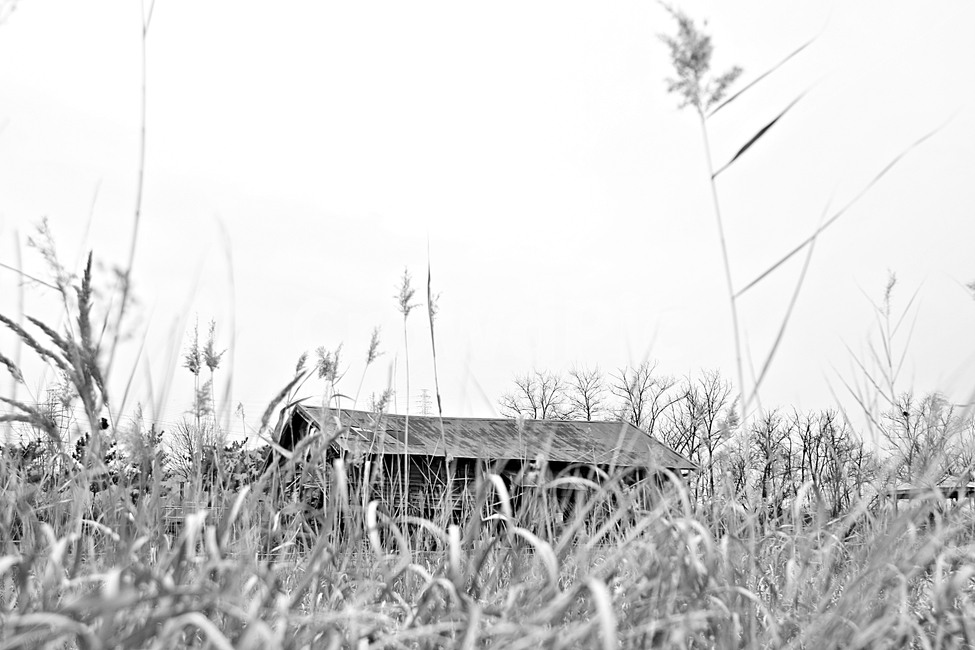 소금창고,창고,갈대,풍경,자연,가을,계절,fall,autumn,season,흑백,모노톤,monochrome,black and white,건축물,건물외관,exterior,building,structure,architecture,construction,nature,grass,잔디,plant,식물,outdoors,옥외