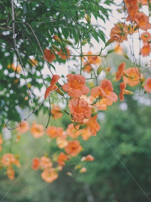능소화,꽃,여름,감성사진,초록초록,식물,자연,plants,nature,꽃,flower