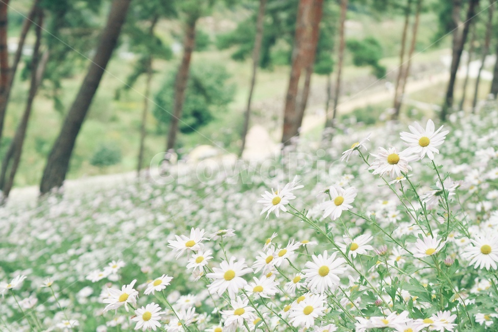 구절초,꽃,flower,감성,자연,nature,식물,자연,plants,nature,꽃,flower