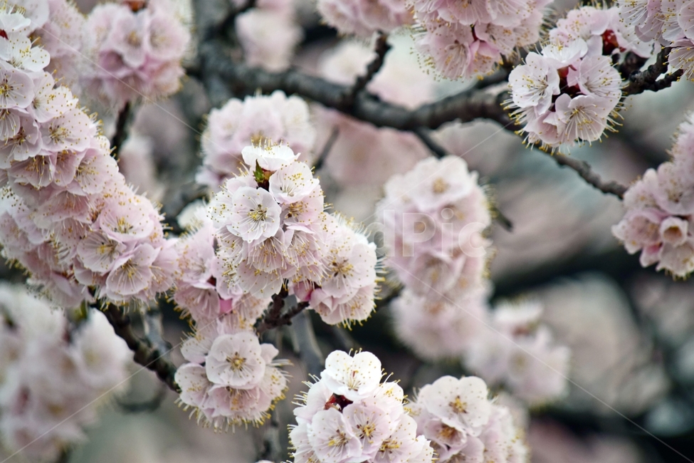 벚꽃,꽃,봄,벛꽃,감성사진,봄,계절,spring,season,식물,자연,plants,nature,꽃,flower,plant,cherry blossom,blossom