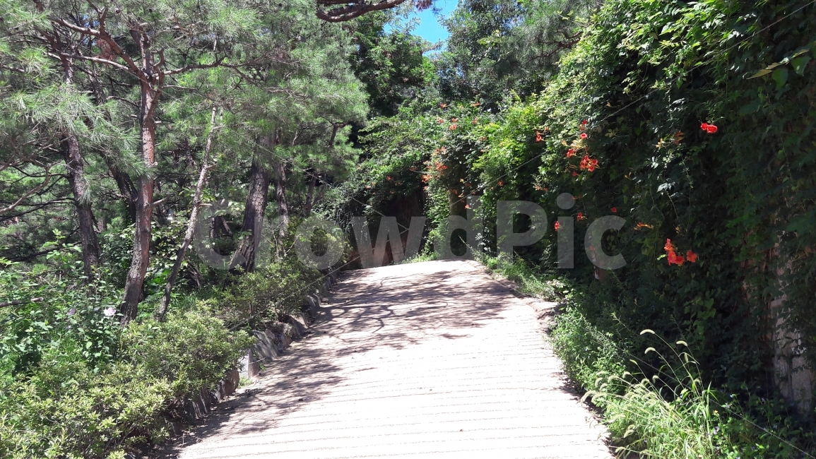 길,꽃,나무,여름,배경,자연,풍경,nature,landscape,여름,계절,summer,season,arbour,정자,garden,정원,outdoors,옥외