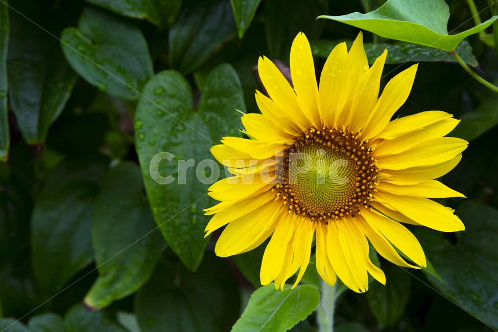 해바라기,식물,관상용,프라이드,계절,햇빛,여름,비,식물,자연,plants,nature,꽃,flower