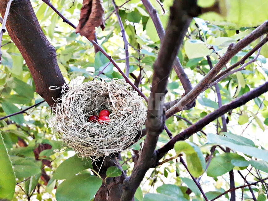나무,새둥지,새알,산새알,초록나무,나무가지,새집,birdss,bird,tree,nest,식물,자연,plants,nature