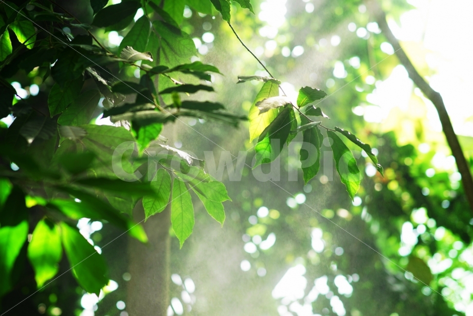 식물,햇빛,빛내림,초록,밝음,따듯함,Green,light,여름,계절,summer,season,휴식,힐링,rest,relaxation,healing,식물,자연,plants,nature,plant,leaf,잎
