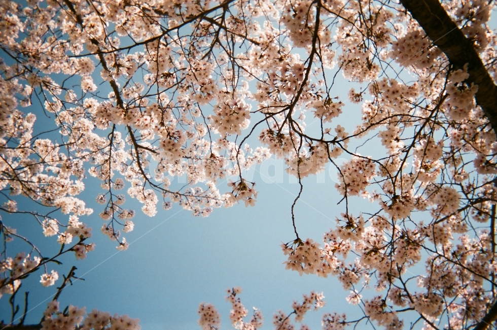 벚꽃,봄,하늘,따뜻한,나무,봄,계절,spring,season,식물,자연,plants,nature,꽃,flower,plant,blossom,cherry blossom