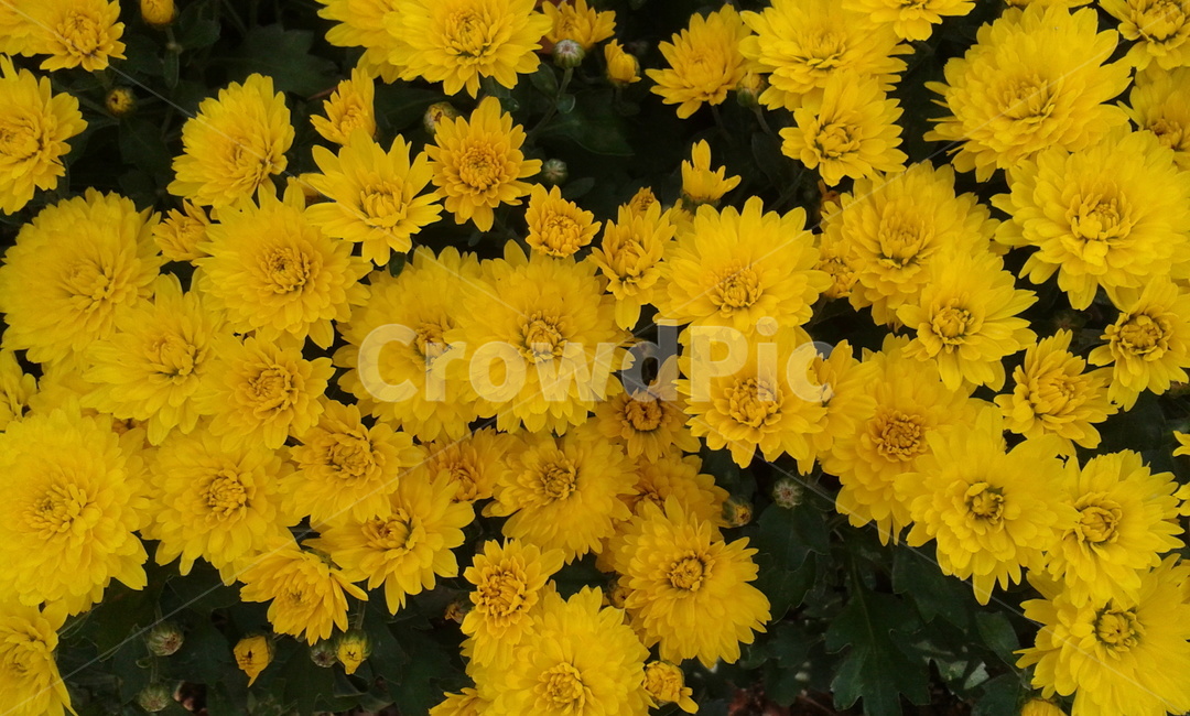 plant,식물,flower,꽃,blossom,yellow,식물,자연,plants,nature,꽃,flower