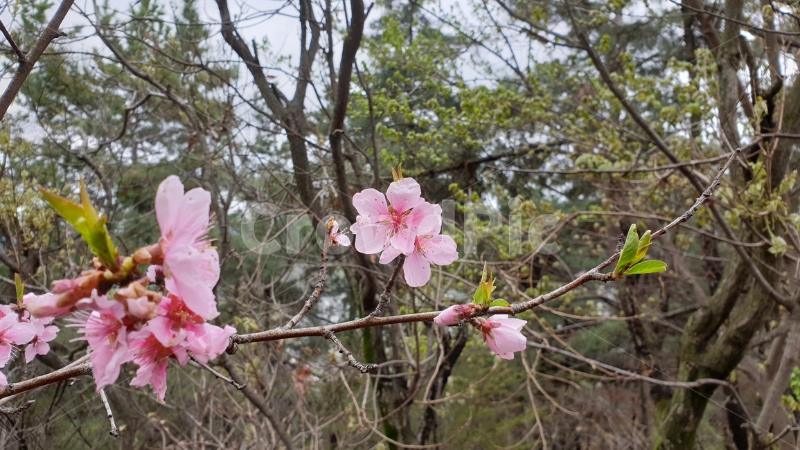 매화,봄,봄꽃,매화나무,나무,식물,봄,계절,spring,season,plant,flower,꽃,blossom