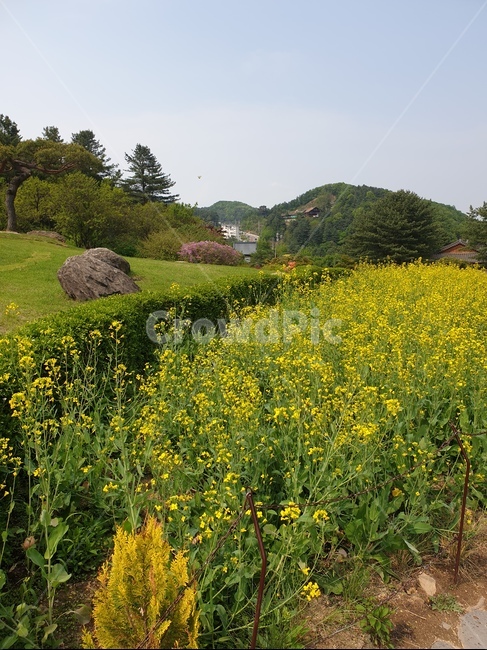 field,들,grassland,자연,nature,옥외,meadow,목초지,farm,농장,농촌,rural,countryside,한지방,자연,풍경,nature,landscape