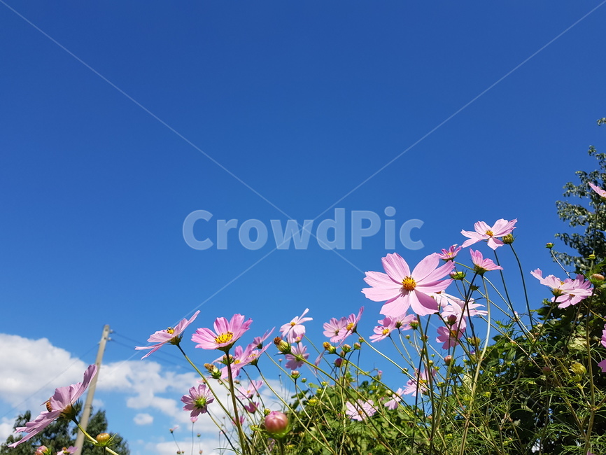 식물,코스모스,꽃,하늘,가을,분홍,식물,자연,plants,nature,꽃,flower