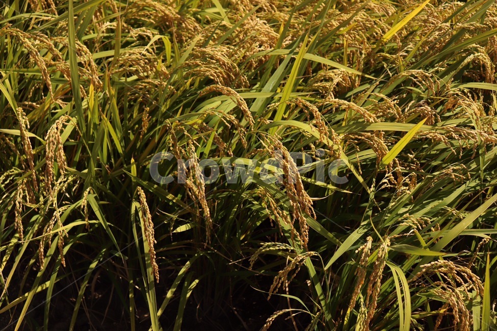 벼,벼농사,쌀농사,rice,agriculture,산업,industry,industrial,농업,농사,agriculture,farming,farming industry