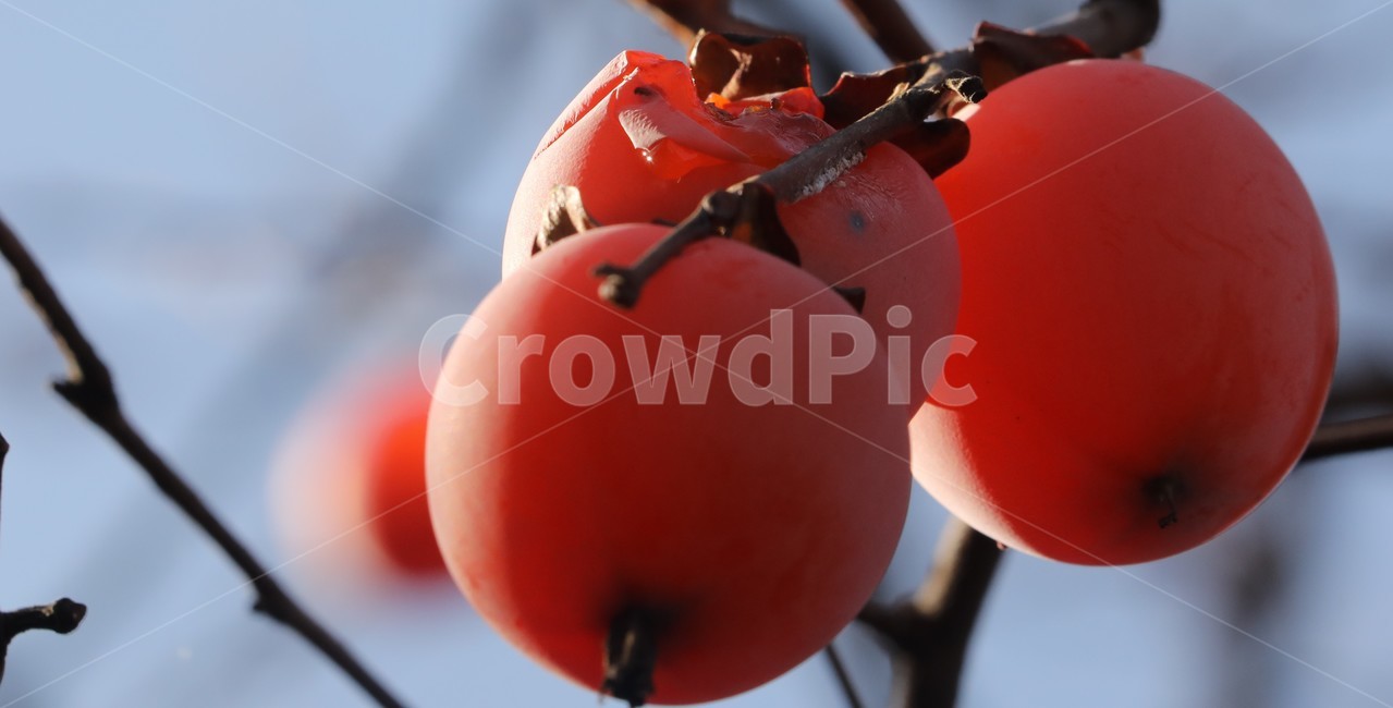 홍시,감나무,자연,감,아름다움,행복,식물,자연,plants,nature,나무,trees,wood,과일,열매,fruit