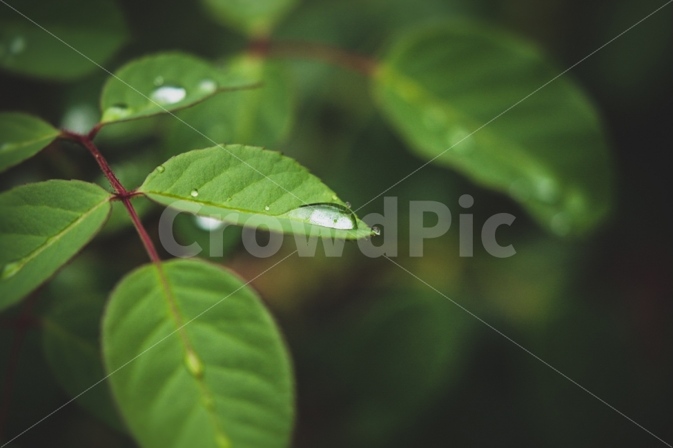 감성사진,자연,청양,비,인생사진,비,비오는날,rain,rainy,식물,자연,plants,nature