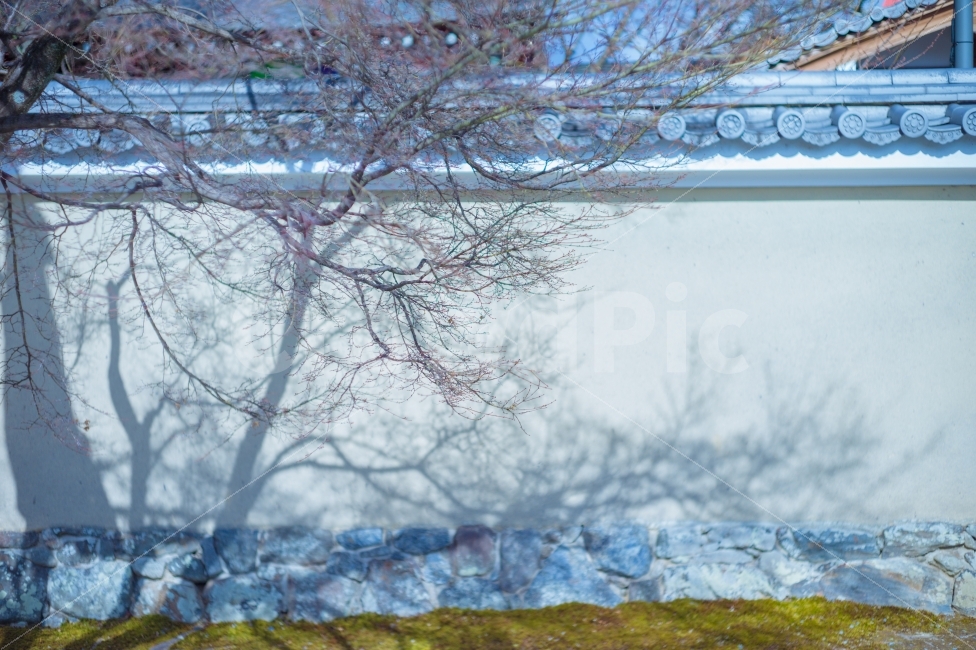 담벼락,그림자,매화나무,일본,교토,감성,그리움,wall,shadow,japaneseapricottree,sensibility,memory,해외,외국,세계,foreign,oversea,world,감성,sensible,feeling
