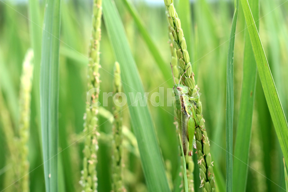 메뚜기,쌀,해충,곡식,방제,벼메뚜기,생태계,곤충,벌레,insect,bug,곡류,곡식,cereals