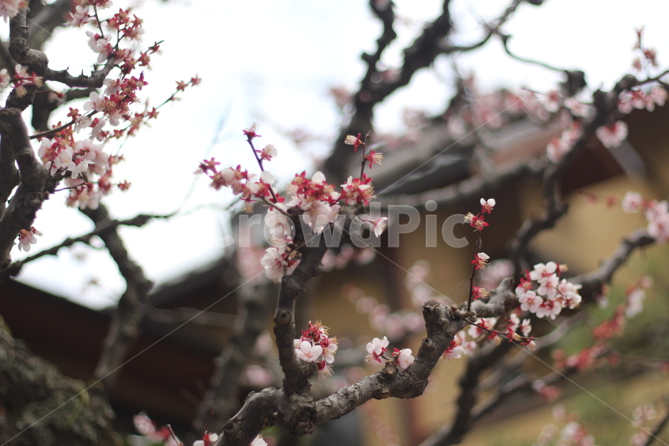 벚꽃,사쿠라,cherryblossom,플라워,나무,꽃나무,봄,봄꽃,봄벚꽃,흰벚꽃,plant,식물,flower,꽃,blossom