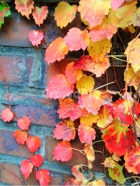 담쟁이,덩쿨식물,단풍,잎,leaf,plant,식물,tree,나무