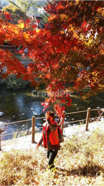 단풍,가을,나무,낙엽,풍경,가을,계절,fall,autumn,season,자연,풍경,nature,landscape,식물,plants,나무,trees,wood,plant,leaf,잎,tree