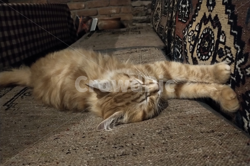 동물,animal,고양이,cat,pet