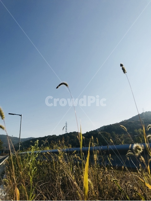 가을,강아지풀,햇살,가을햇살,풀,grass,잔디,plant,식물