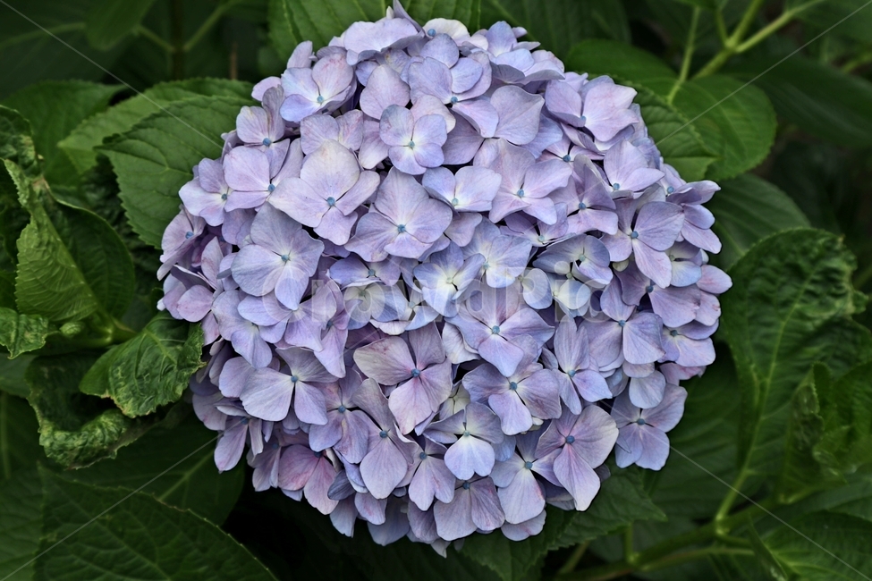 수국,꽃,식물,꽃잎,flower,식물,자연,plants,nature,꽃,flower