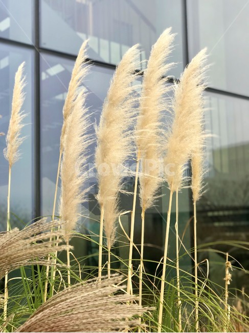 갈대,가을,힐링,감성,바람,부드러움,베이지,자연,가을,계절,fall,autumn,season,grass,잔디,plant,식물,lawn,reed