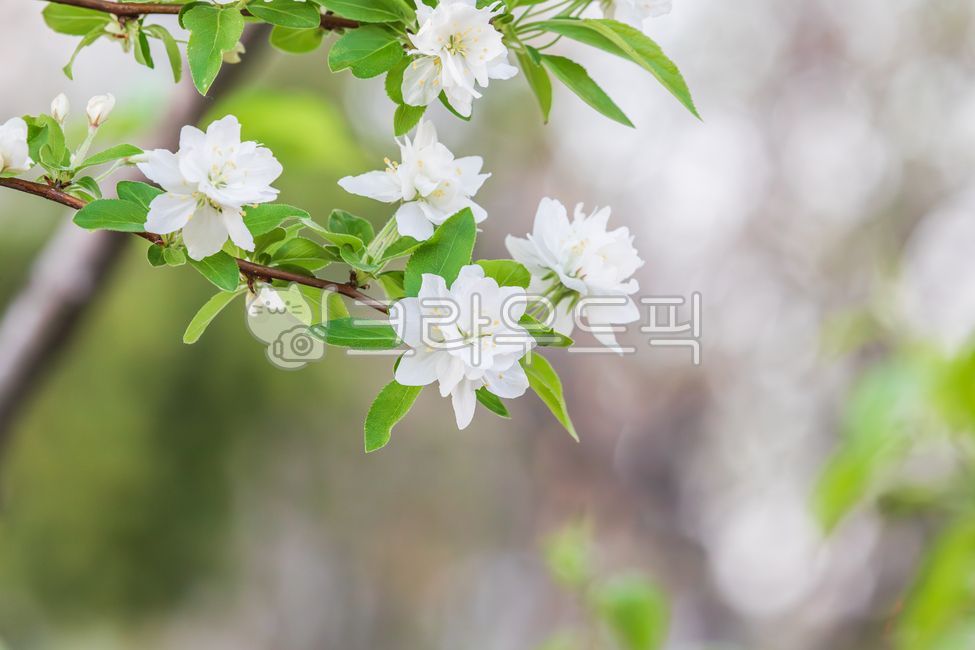 꽃사과,흰색,겹꽃잎,사과겹꽃,봄,겹꽃사과,꽃,꽃사과나무,꽃잎,벚잎꽃사과나무,초록색,잎,장미과,사과나무속,식물,자연,야외,나뭇가지,malusprunifolia,white,flower,spring,petal,green,leaf,rosaceae,malus,plant,nature,outdoor,twig,crabapple,doublepetals,doubleflower