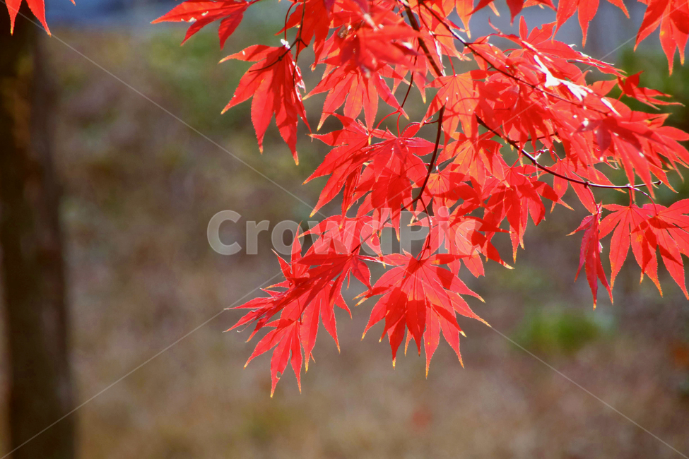 낙엽,나무,가을,단풍잎,단풍,가을,계절,fall,autumn,season,leaf,잎,plant,식물,tree