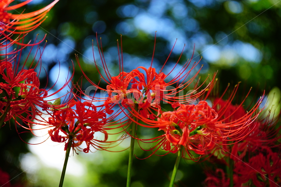 꽃무릇,꽃,식물,플라워,flower,자연,nature,plants,9월,가을,fall,autumn,september,꽃밭,화단,closeup,접사,매크로,마크로,macro,꽃사진,가을꽃,식물,자연,plants,nature,꽃,flower