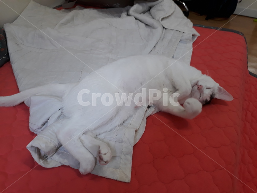 고양이,집,경치,귀여움,잠