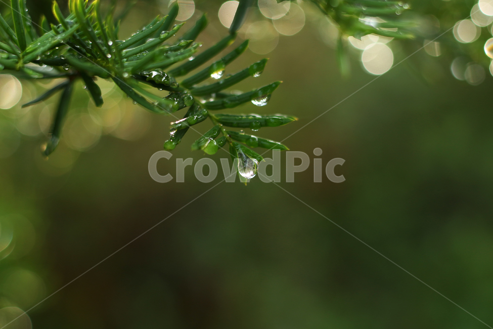 wetlesves,leaf,물방울,잎사귀,나뭇잎
