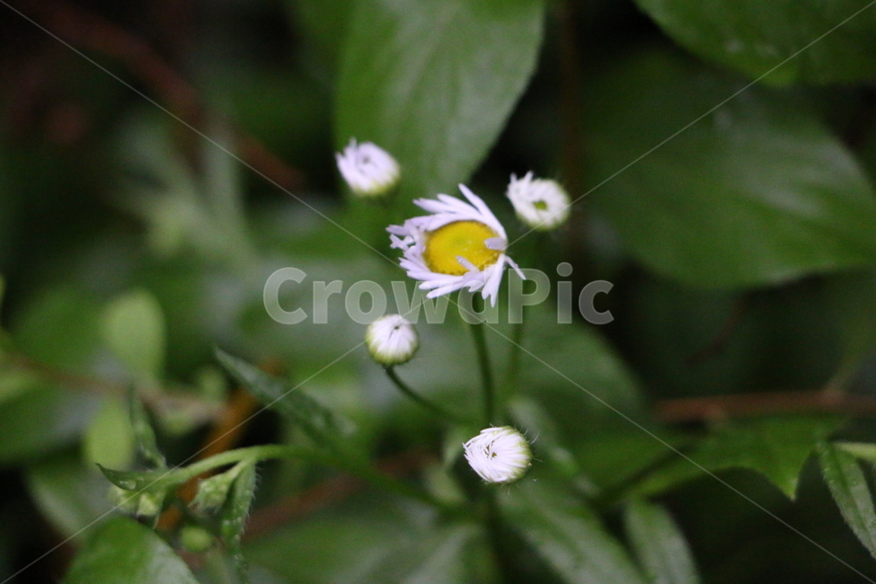 야생화,들풀,wildflower,꽃,flower,식물,자연,plants,nature,꽃,flower