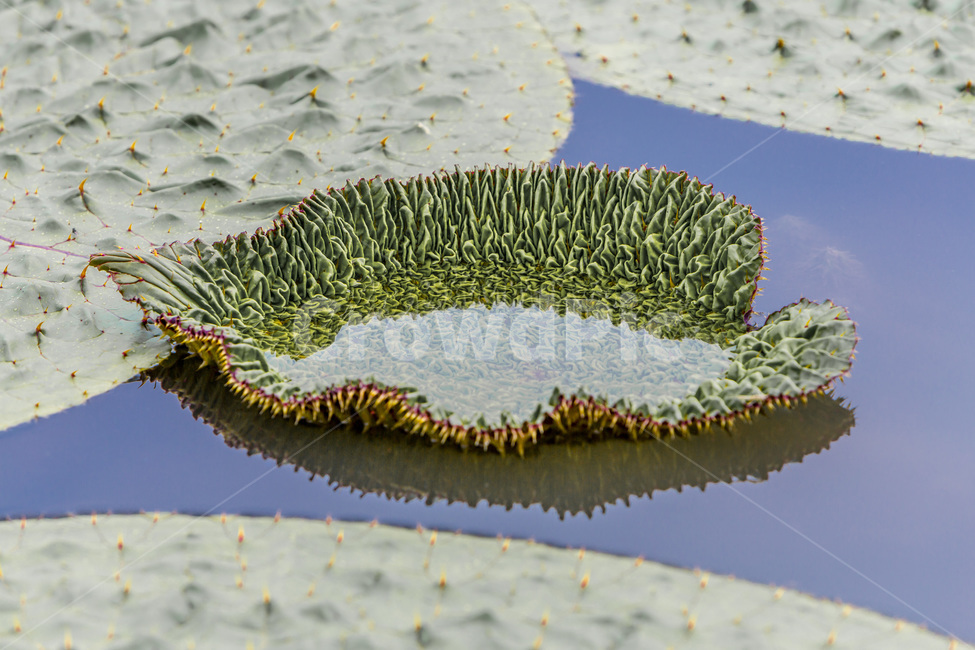 가시연꽃,반영,습지,연뭇,자연,생태,식물,자연,plants,nature