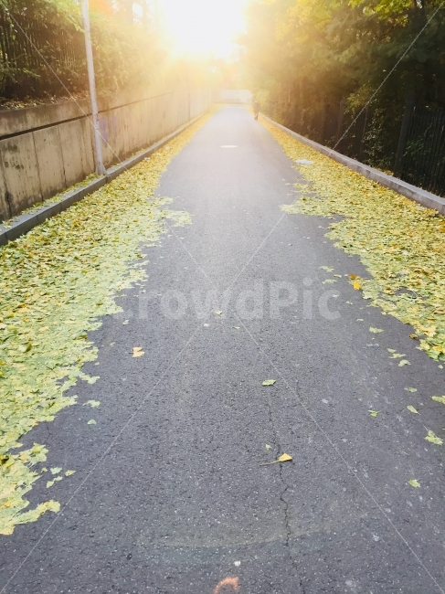 은행,길거리,빛,길,배경,배경화면,가을,감성,감성사진,햇빛,은행잎,은행나무,가을,계절,fall,autumn,season,asphalt,아스팔트