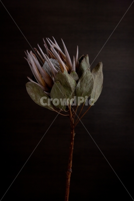 flower,dryflower,식물,꽃,드라이플라워,stilllife,스틸라리프,식물,자연,plants,nature,꽃,flower