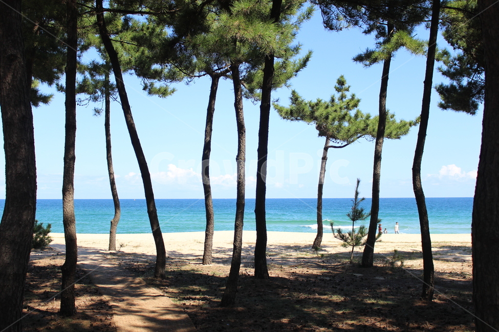 강릉,바다,강릉바다,강릉앞바다,자연,자연,풍경,nature,landscape,해변,바다,beach,sea,tree,나무,plant,식물,summer,여름