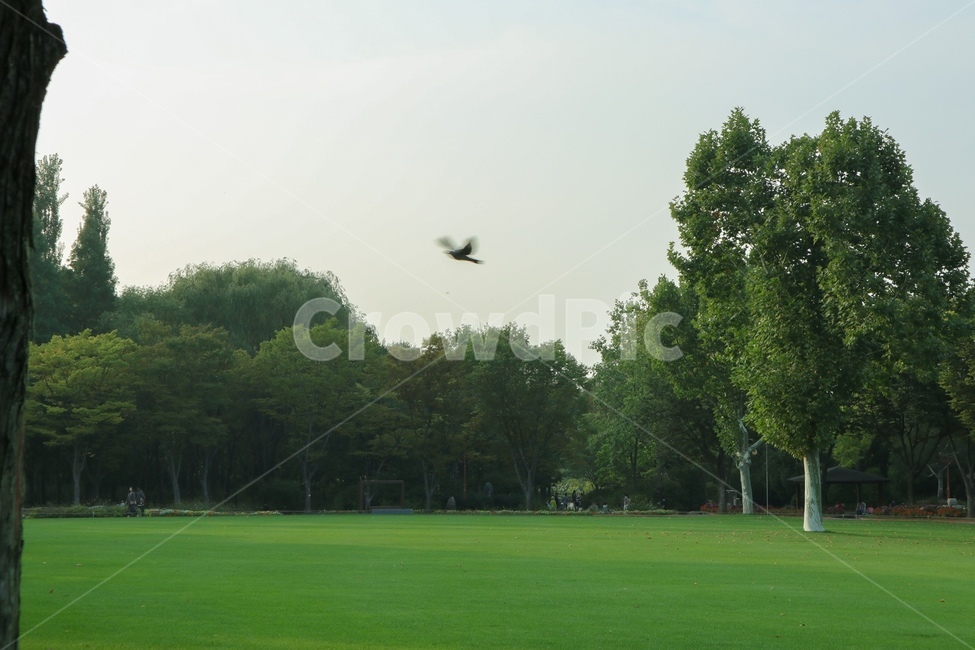plant,식물,grass,잔디,bird,새,animal,동물,lawn,풍경,여름