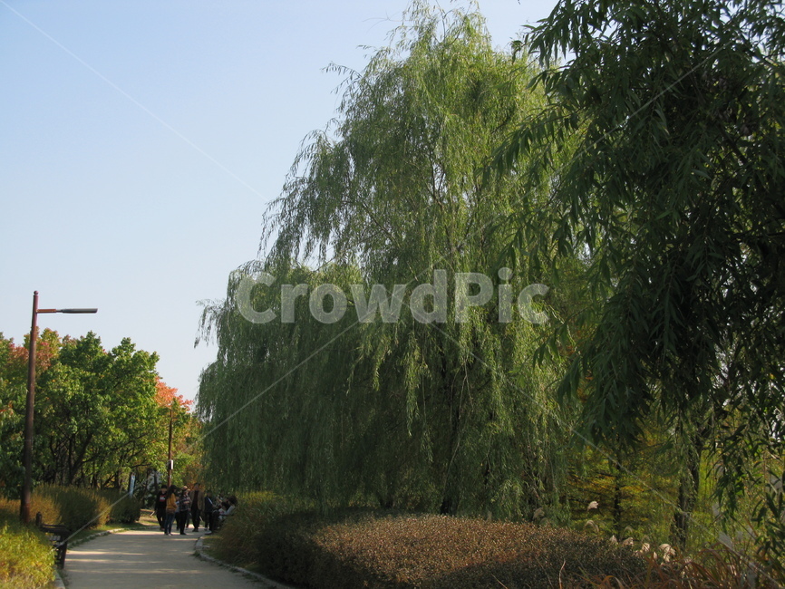 가을,공원,선유도,나무,tree,식물,초록,자연,풍경,nature,landscape,plant