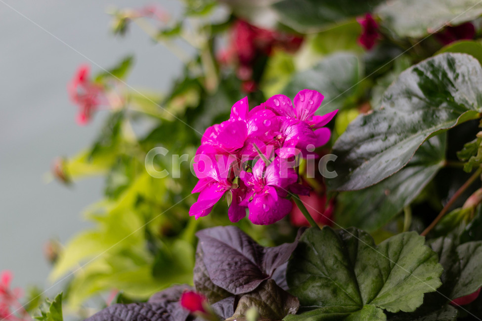 꽃,자연,식물,flower,빗방울,nature,식물,자연,plants,nature,꽃,flower