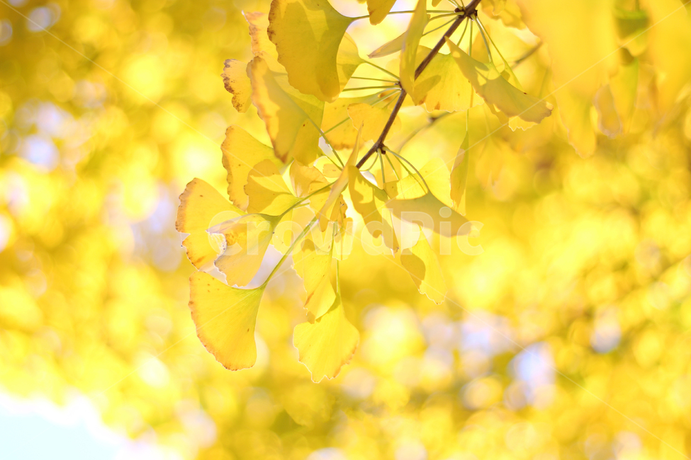 은행나무,가을,은행잎,노란,낙엽,가을,계절,fall,autumn,season,plant,식물,leaf,잎,tree,나무