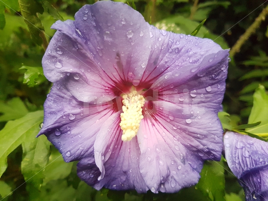 꽃,식물,자연,식물사진,무궁화,식물,자연,plants,nature,꽃,flower