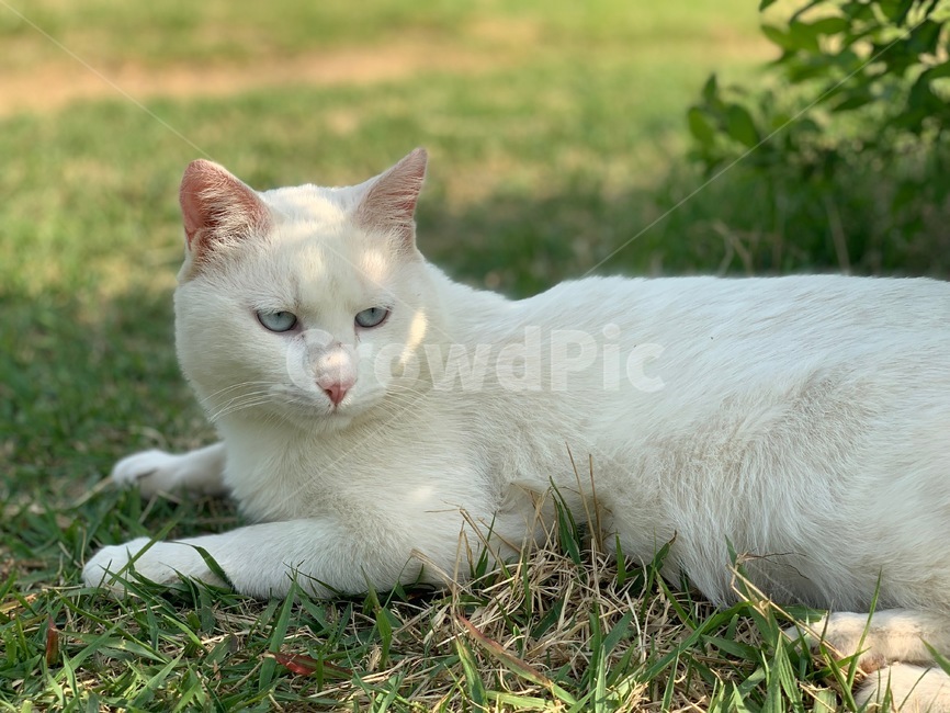grass,잔디,고양이,cat,animal,동물,outdoors,옥외,야외,자연,nature,plant,식물,야생동물,wildanimals,동물,animal,포유류,mammal,고양이,cat,kitten,kitty