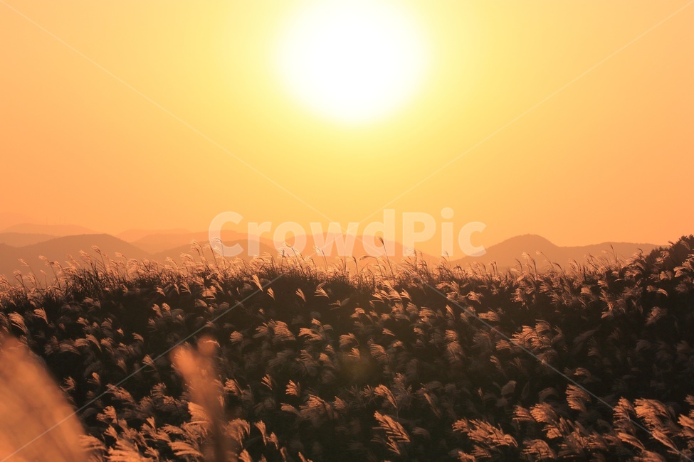 억세,아끈다랑쉬,노을,일몰,오름,빛,가을,제주,억세꽃,풍경,제주풍경,jeju,landscape,노을빛,제주오름,가을,계절,fall,autumn,season,자연,풍경,nature,landscape,light,flare,플레어,sunlight,햇빛,outdoors,옥외