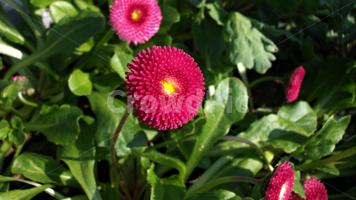 꽃,자연,식물,꽃잎,암술,수술,봄,spring,nature,bloom,petal,floral,scent,beautiful,plant,flower,식물,자연,plants,nature,꽃,flower