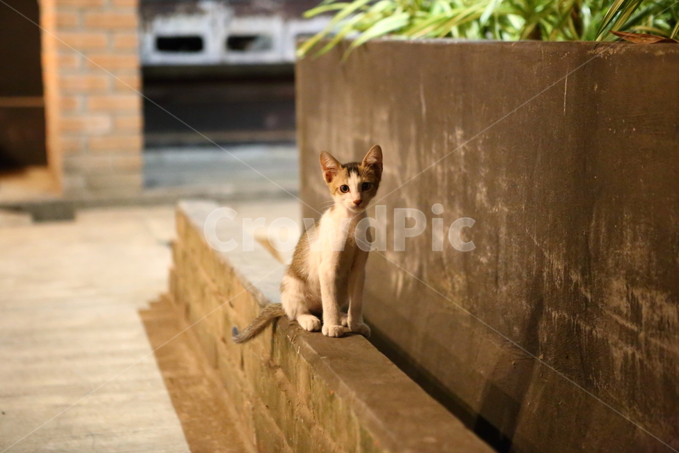 고양이,동물,귀여운고양이,먹이,가족,동물,animal,포유류,mammal,고양이,cat,kitten,kitty