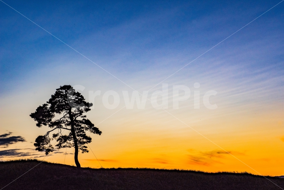 소나무,저녁노을,노을,해질녘,sunset,실루엣,자연,풍경,nature,landscape,식물,plants,나무,trees,wood,실루엣,그림자,silhouette,shadow