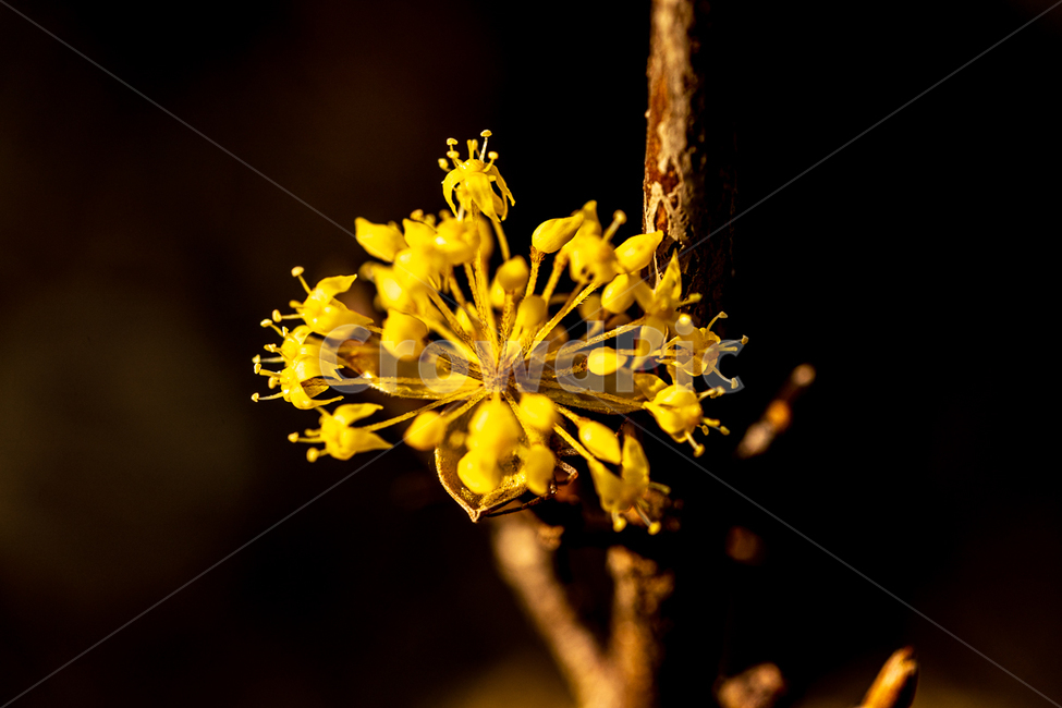 plant,식물,꽃,나무,산수유,봄,식물,자연,plants,nature,꽃,flower