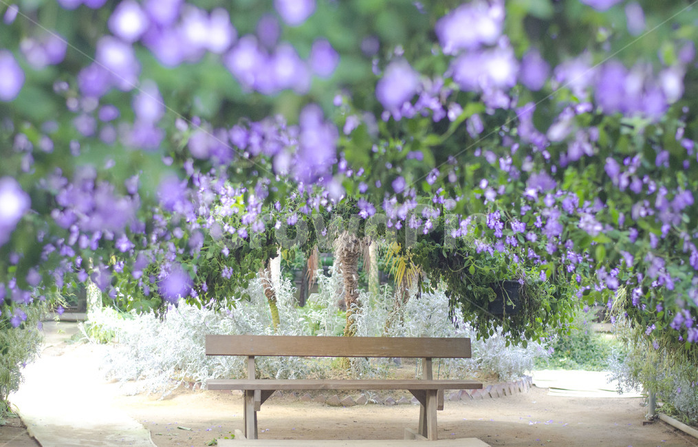 꽃,식물,보라색,감성,자연,색상,색감,nature,flower,색체,color,spring,봄,계절,벤치,실내,식물원,힐링,healing,감성사진,배경,배경화면,사랑,예쁜,아름다운,자연,풍경,nature,landscape,감성,sensible,feeling,bench